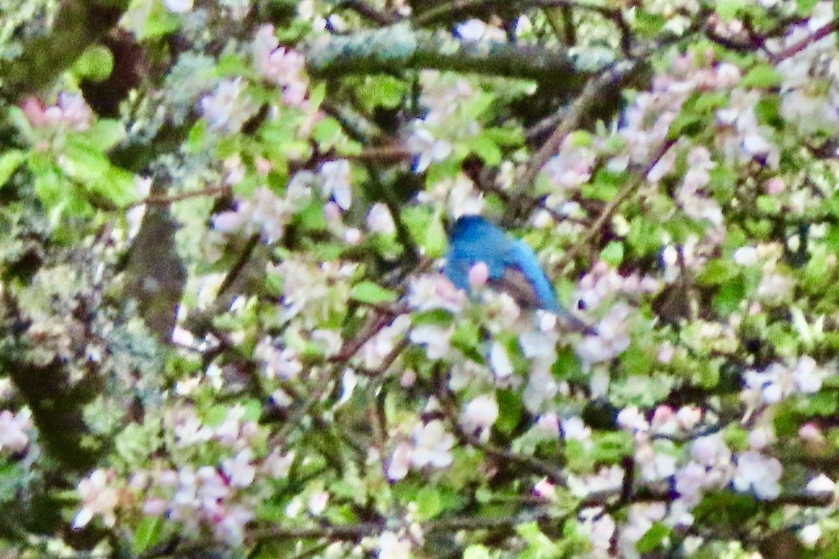 Indigo Bunting - ML635367140