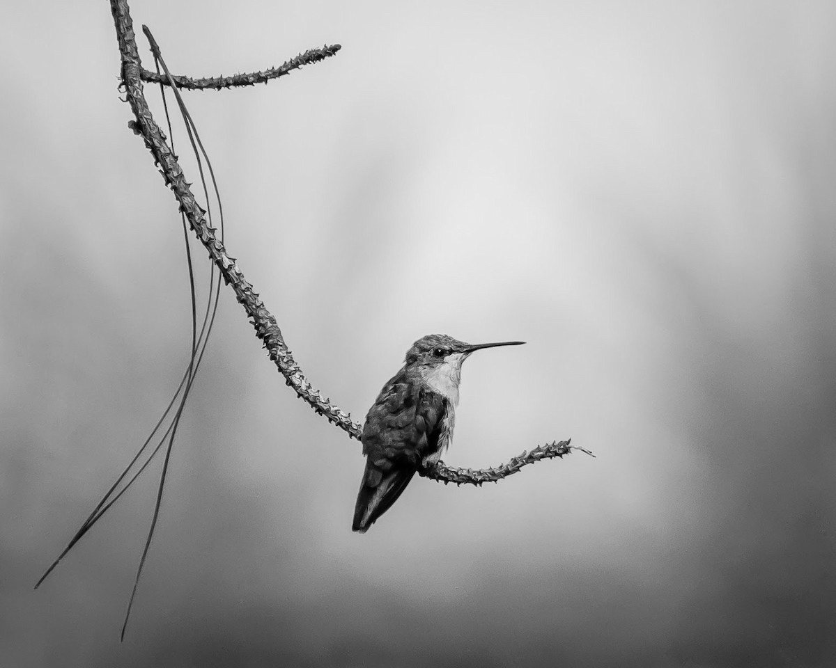 Ruby-throated Hummingbird - ML635367252