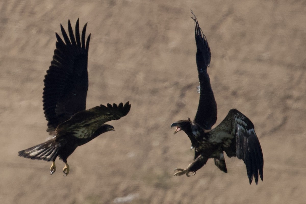 Bald Eagle - ML635367255