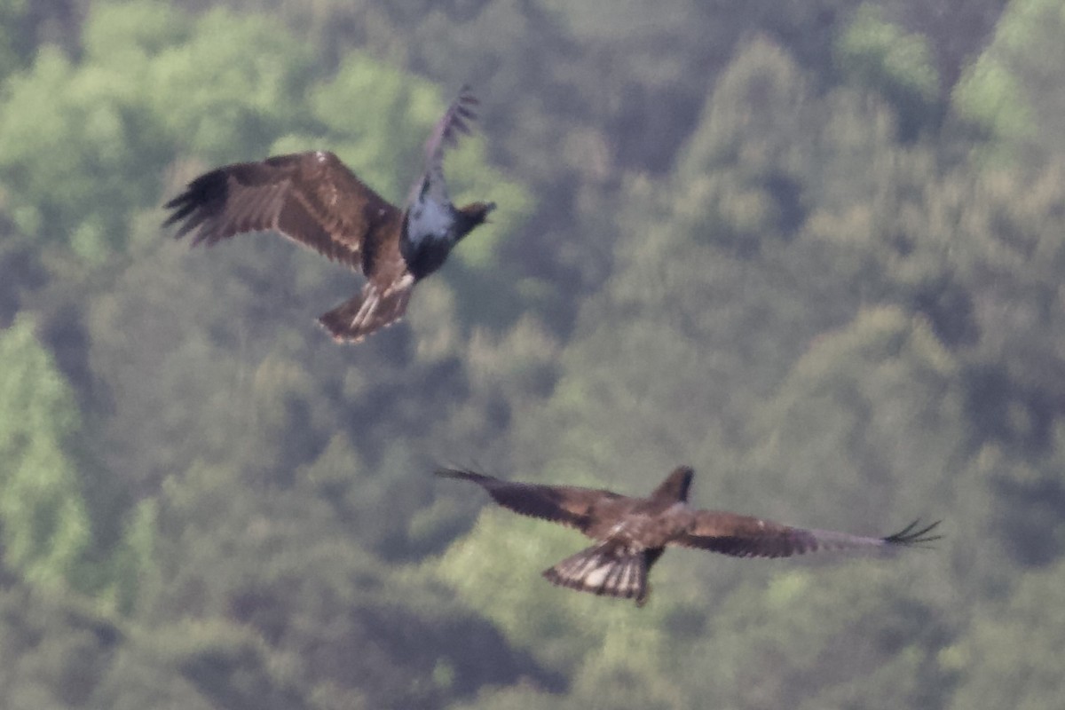 Bald Eagle - ML635367258