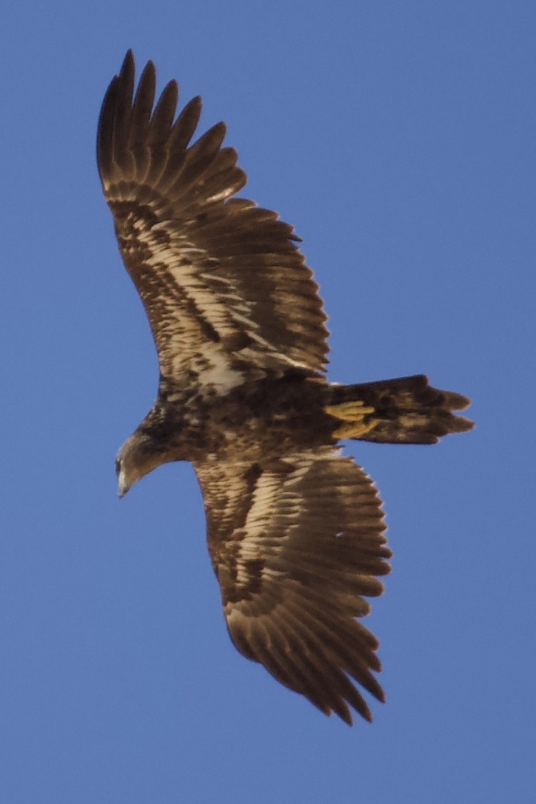 Bald Eagle - ML635367259