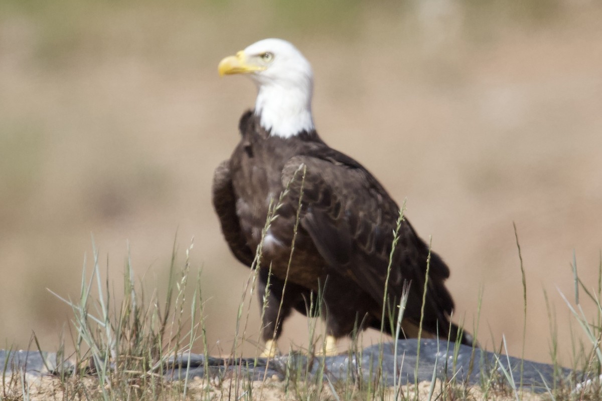 Bald Eagle - ML635367260