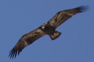 Bald Eagle - ML635367261
