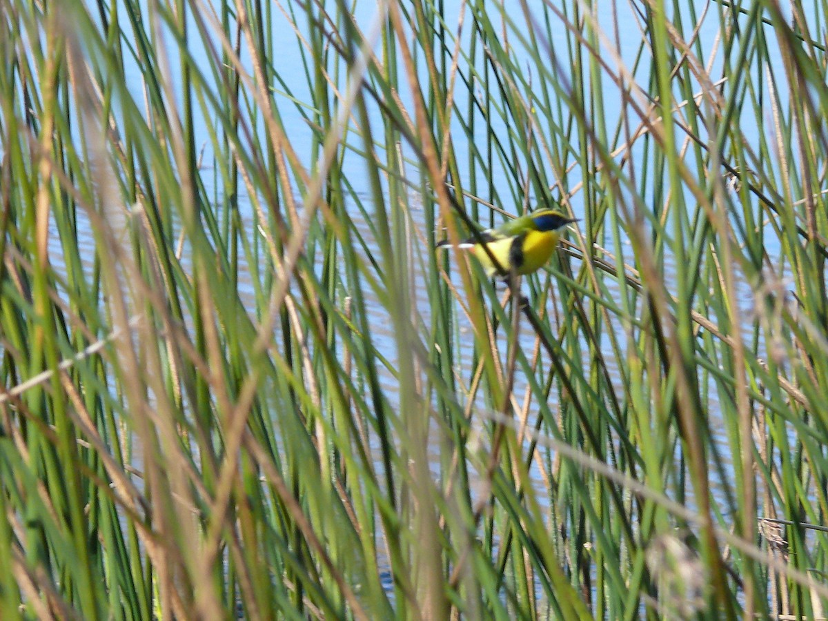 Many-colored Rush Tyrant - ML635367268