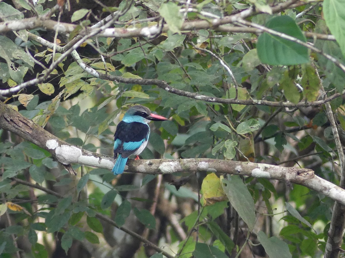 Blue-breasted Kingfisher - ML63536731