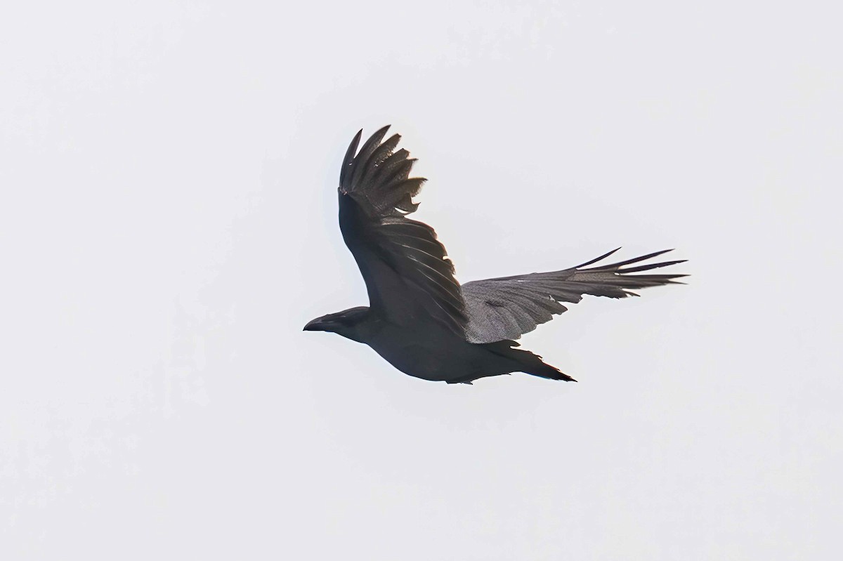 Common Raven - ML635367324