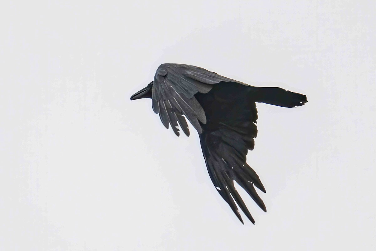 Common Raven - ML635367326