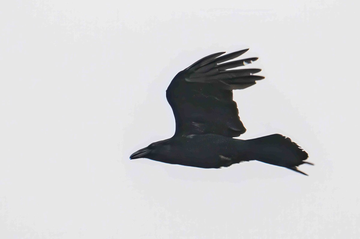 Common Raven - ML635367327
