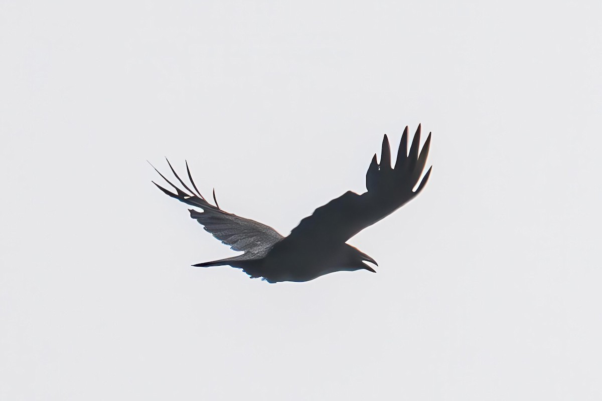 Common Raven - ML635367328