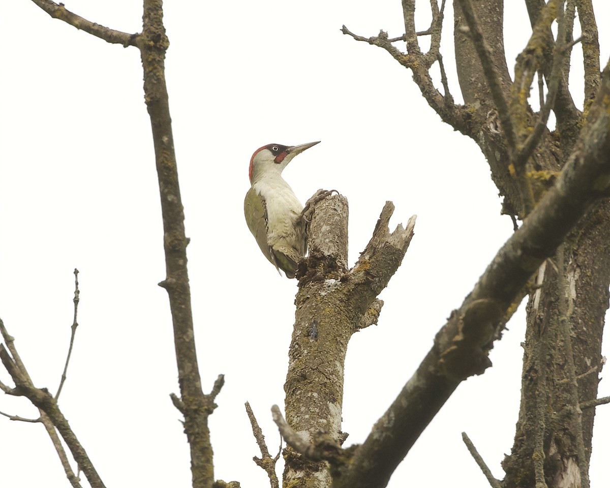 Eurasian Green Woodpecker - ML635367333