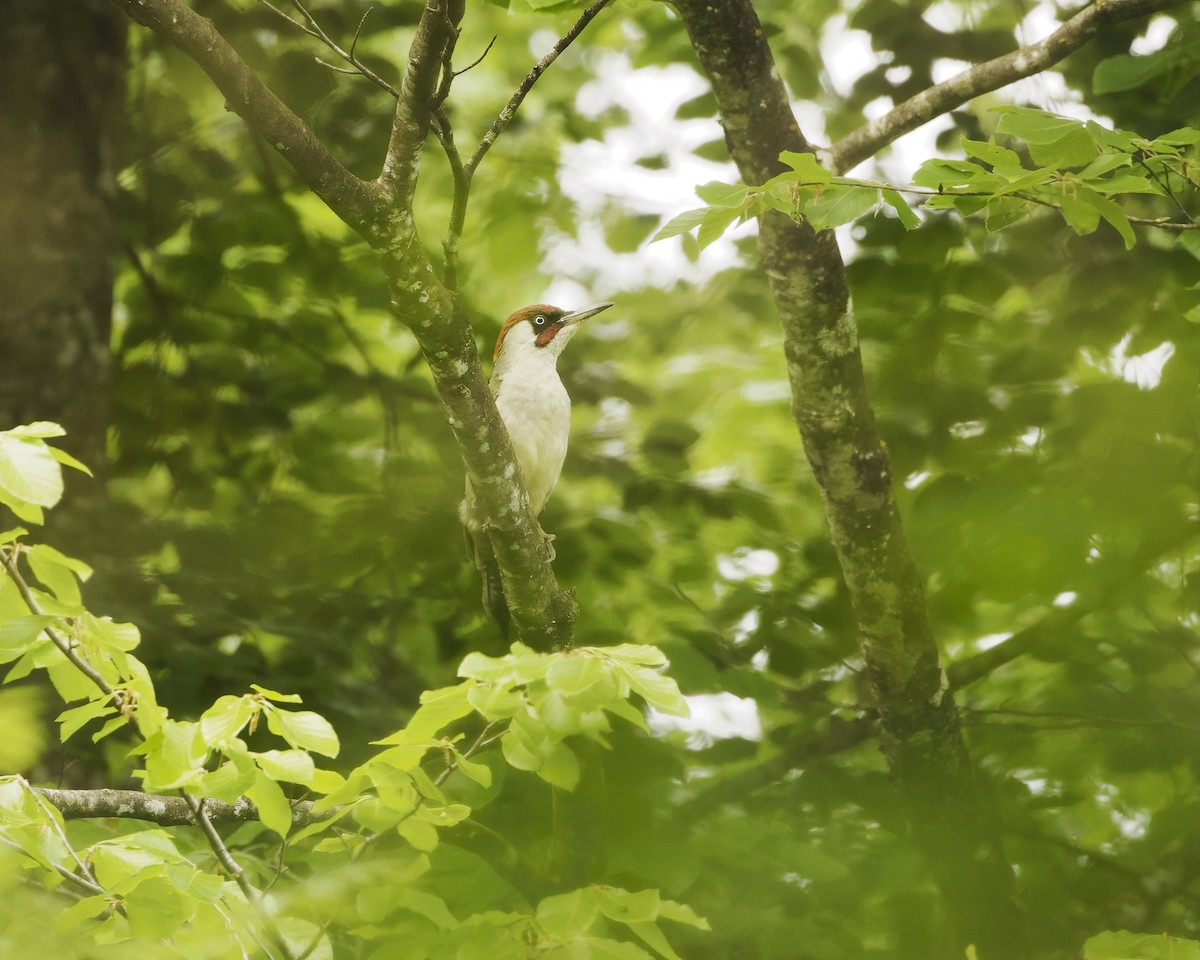 Eurasian Green Woodpecker - ML635367334