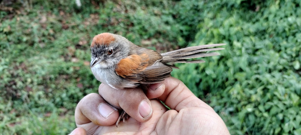 Pale-breasted Spinetail - ML635367336