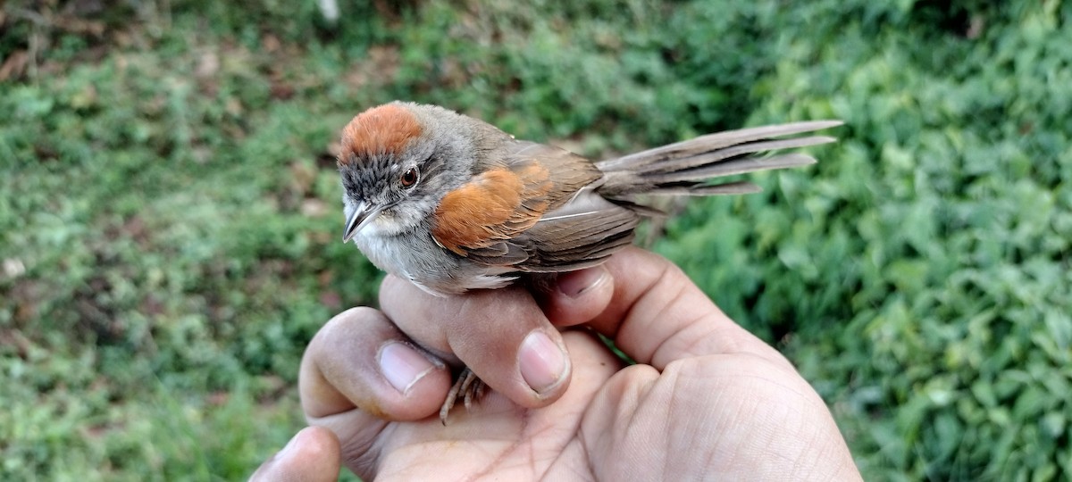 Pale-breasted Spinetail - ML635367337
