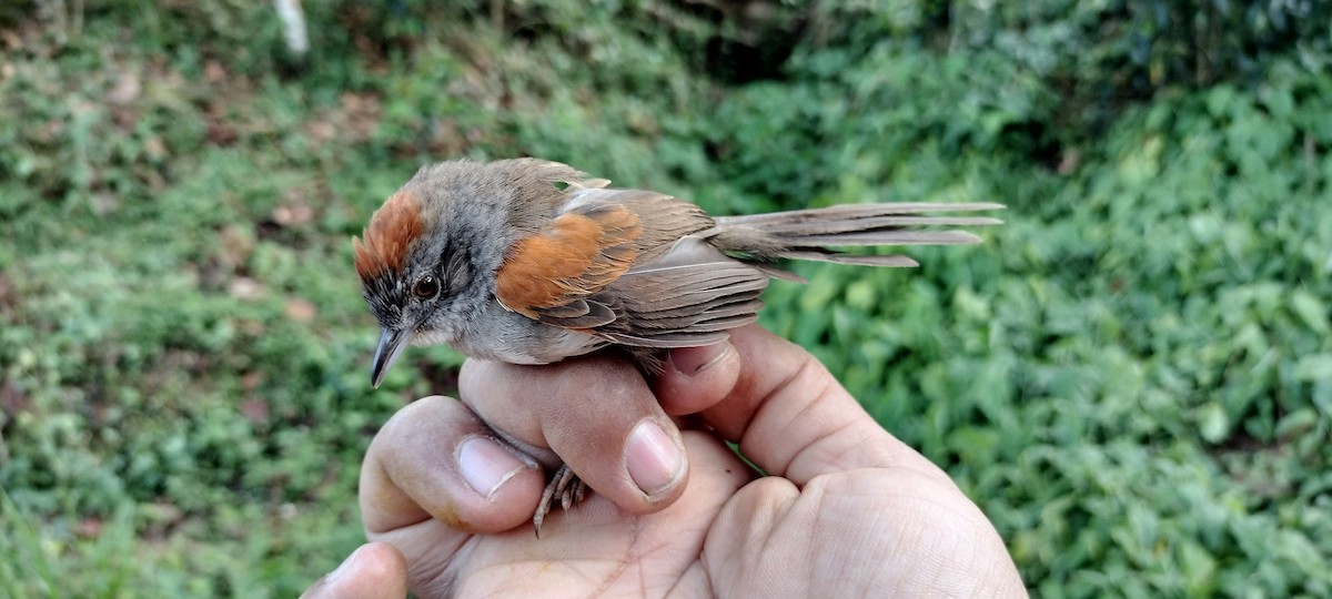 Pale-breasted Spinetail - ML635367338