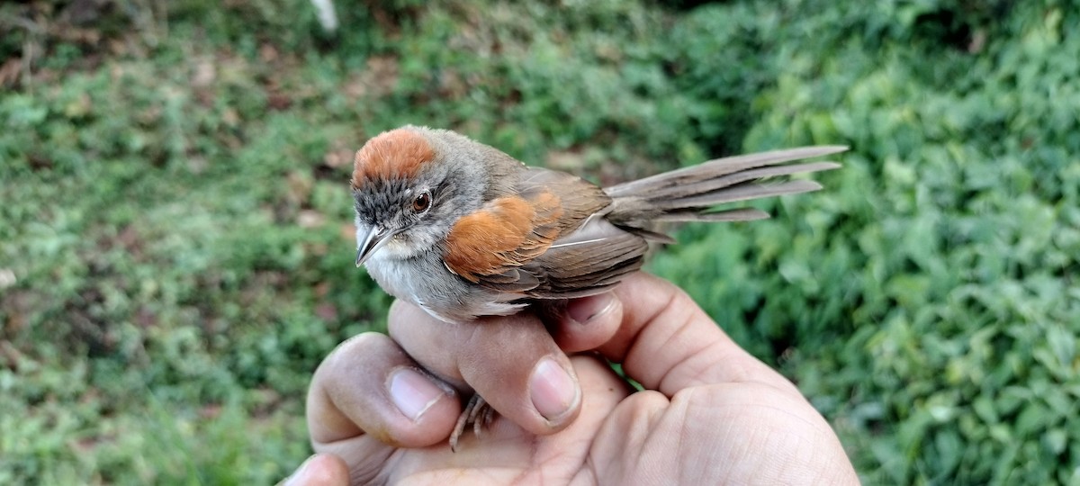 Pale-breasted Spinetail - ML635367339