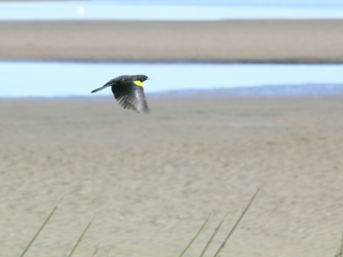 Yellow-winged Blackbird - ML635367346