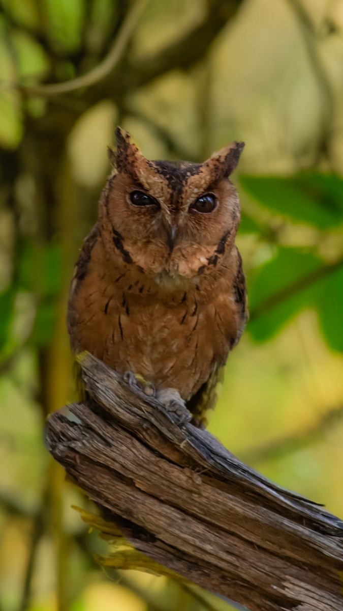 Indian Scops-Owl - ML635367350