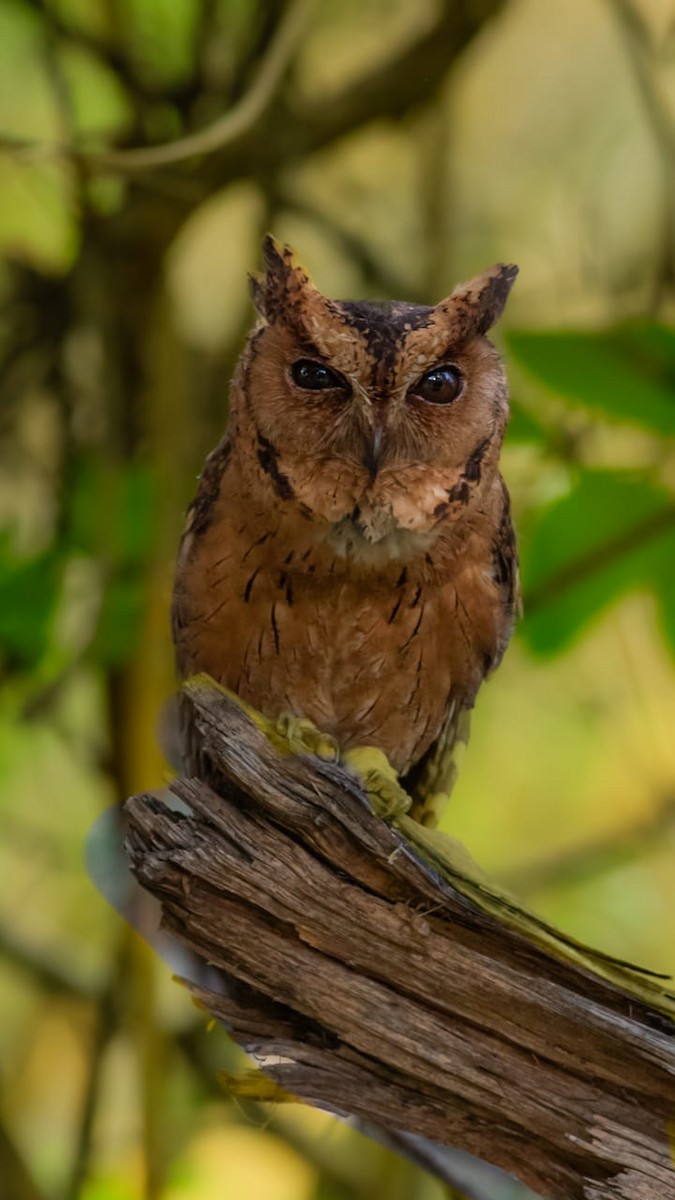 Indian Scops-Owl - ML635367351