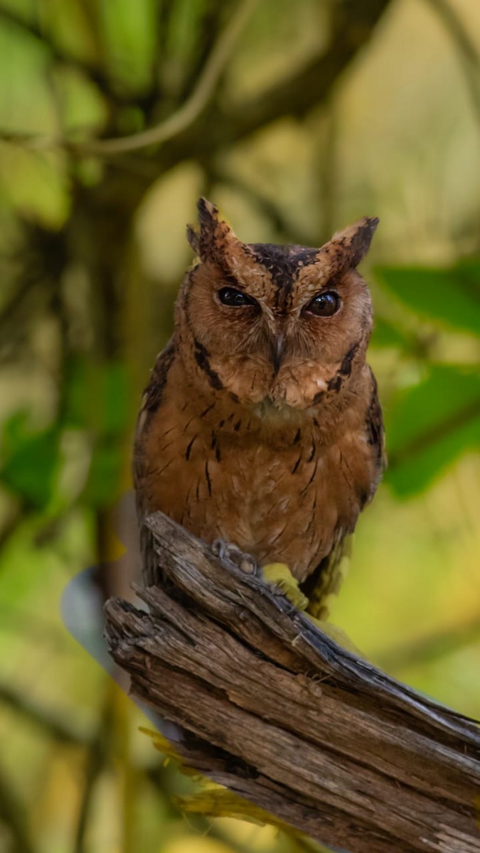 Indian Scops-Owl - ML635367353