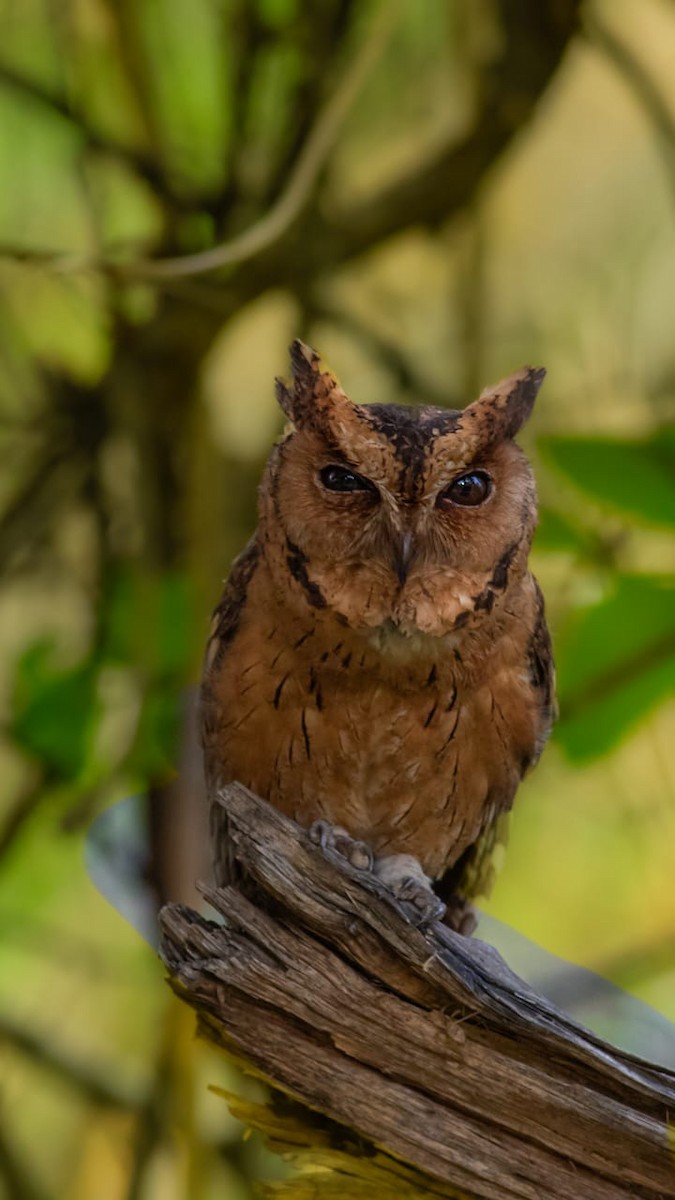 Indian Scops-Owl - ML635367354