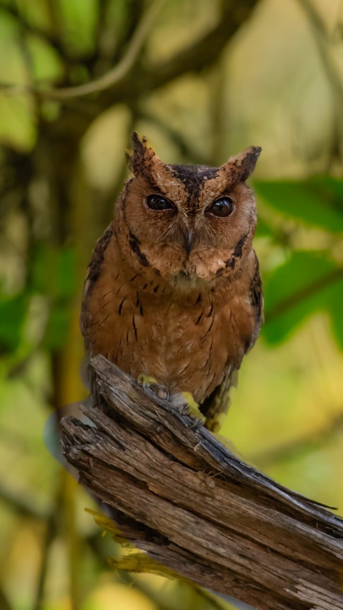 Indian Scops-Owl - ML635367355