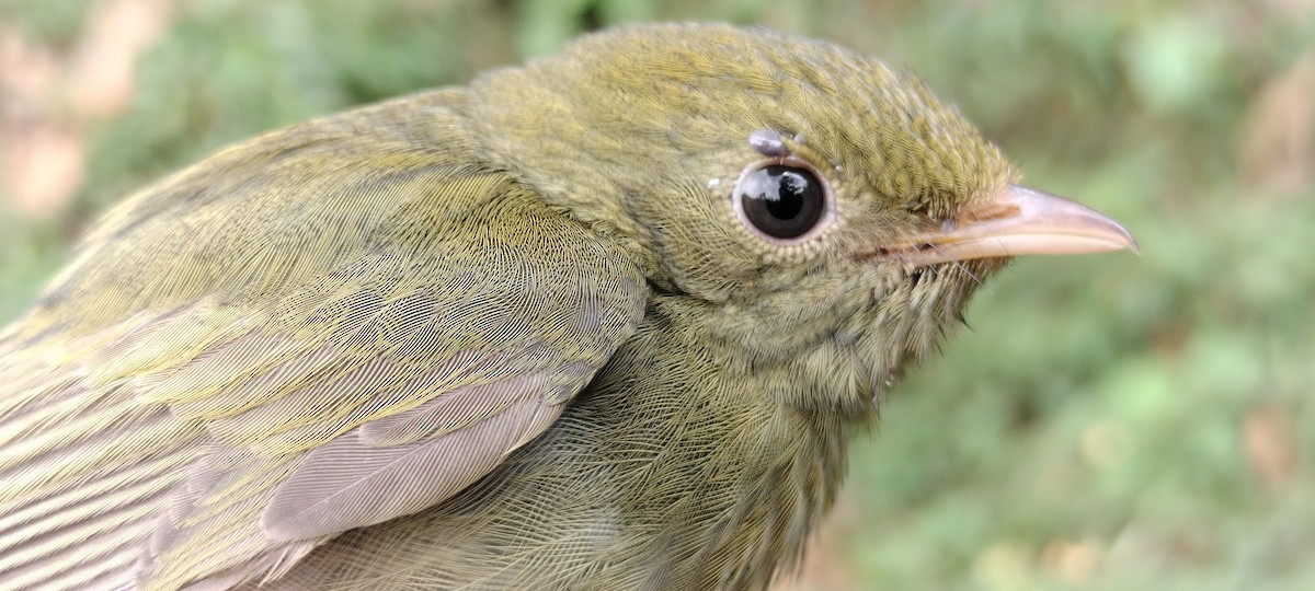 Golden-headed Manakin - ML635367366