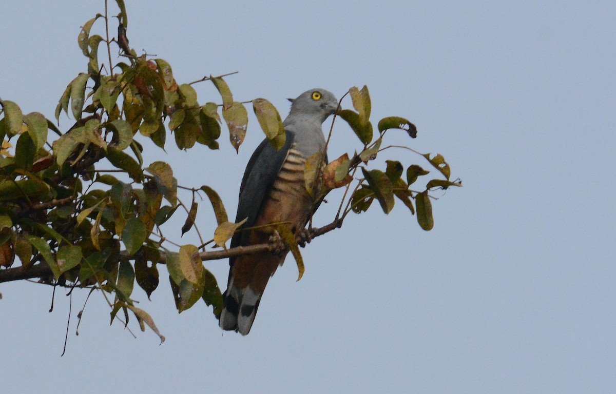 Pacific Baza - ML635367368