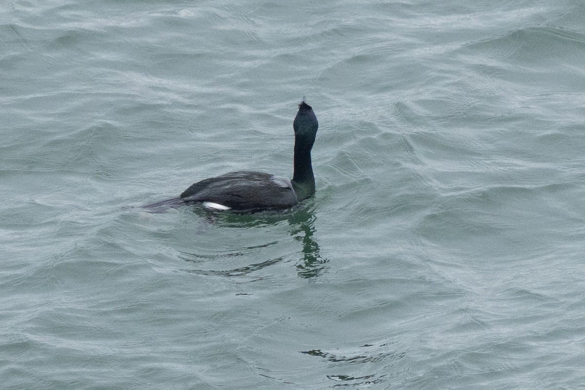 Pelagic Cormorant - ML635367369