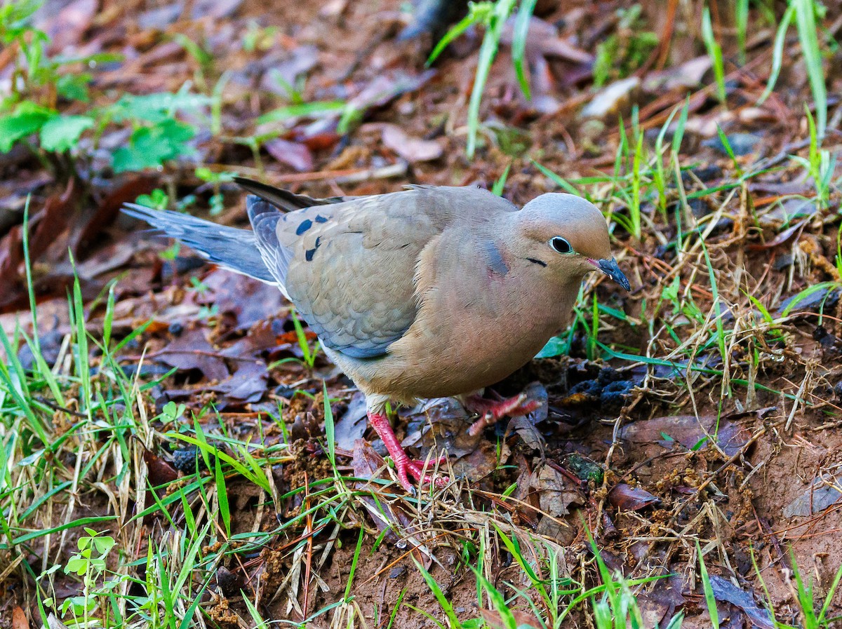 Mourning Dove - ML635367371