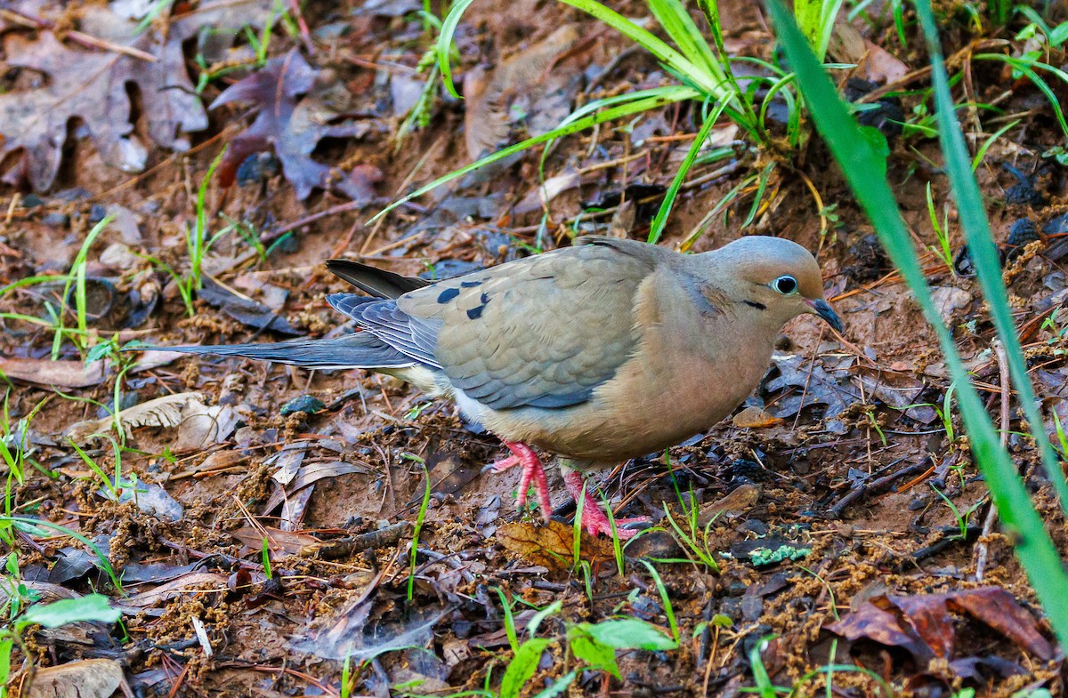 Mourning Dove - ML635367372