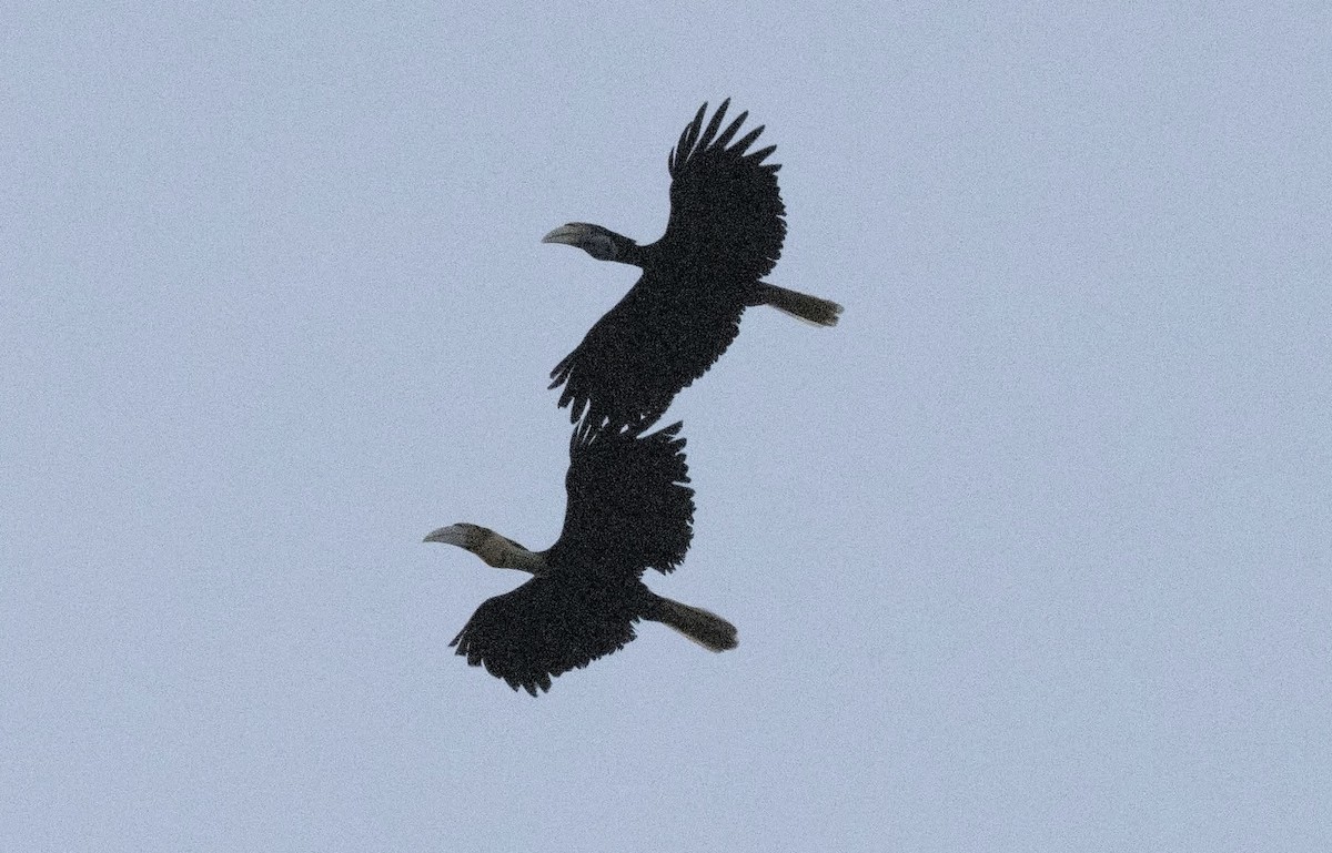 Wreathed Hornbill - ML635367373