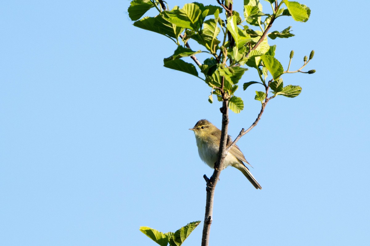 Willow Warbler - ML635367374
