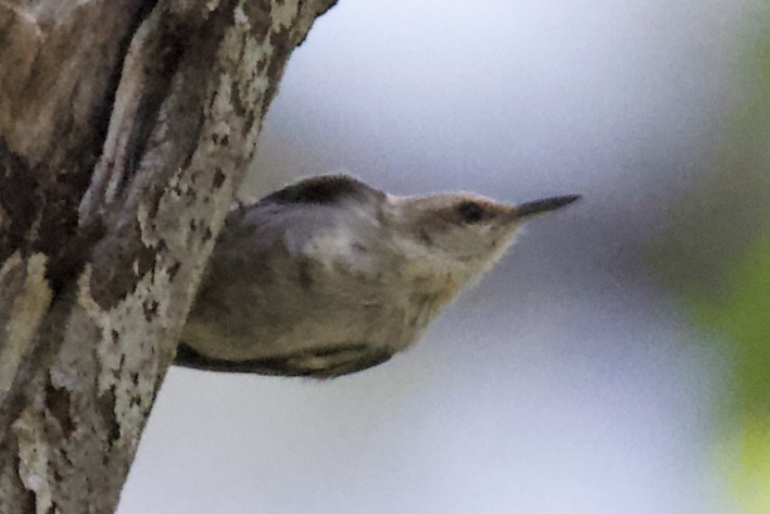 Brown-headed Nuthatch - ML635367376