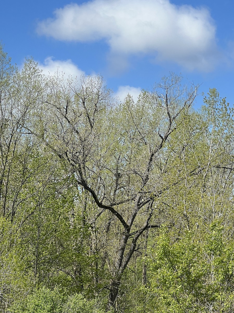 Red-tailed Hawk - ML635367377
