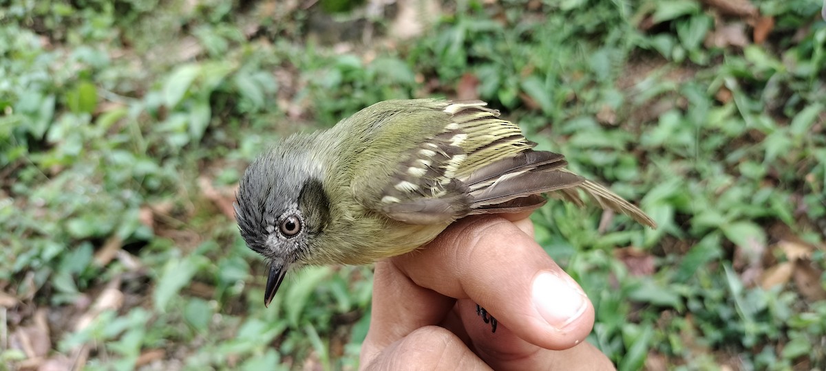 Slaty-capped Flycatcher - ML635367378