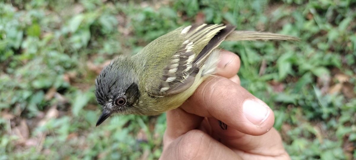 Slaty-capped Flycatcher - ML635367379