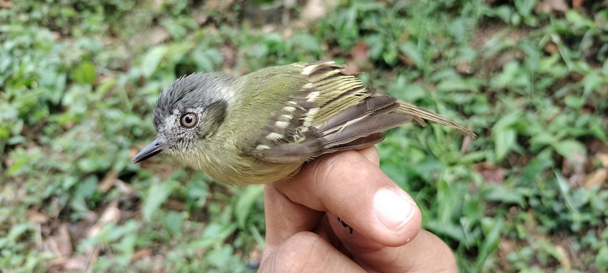 Slaty-capped Flycatcher - ML635367380