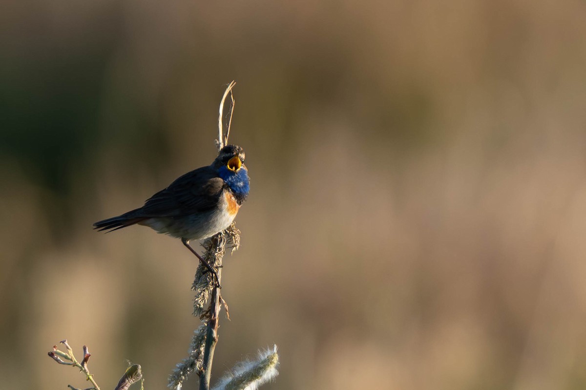 Bluethroat - ML635367381