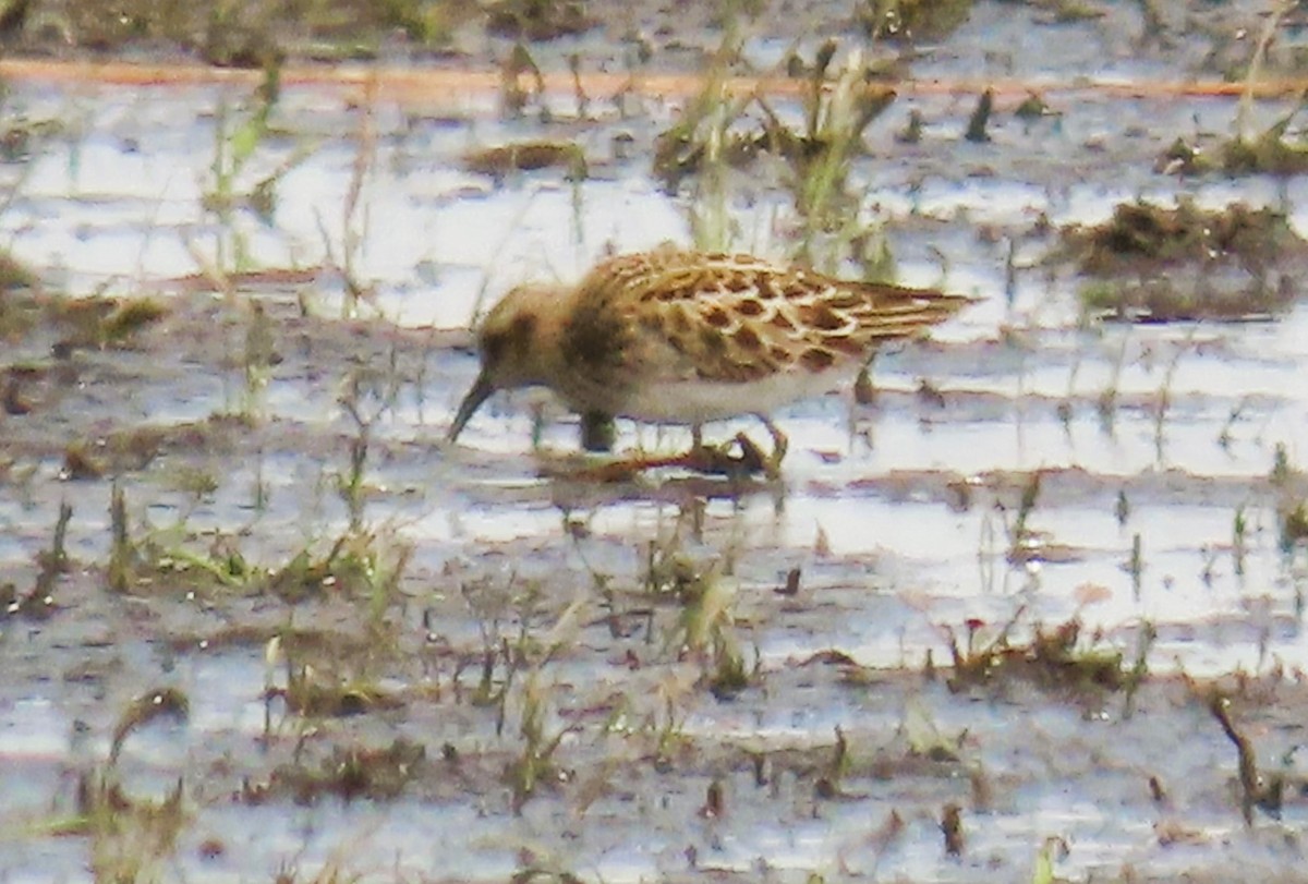 Least Sandpiper - ML635367383