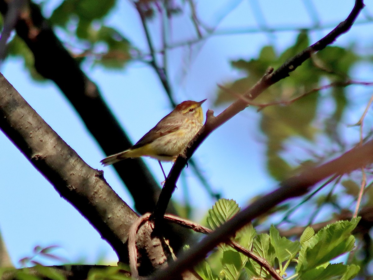 Palm Warbler - ML635367384