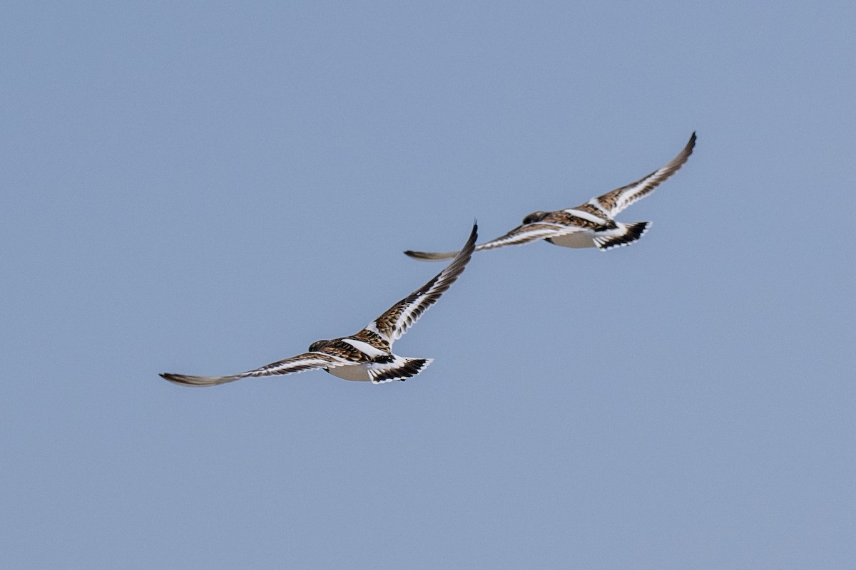 Ruddy Turnstone - ML635367385