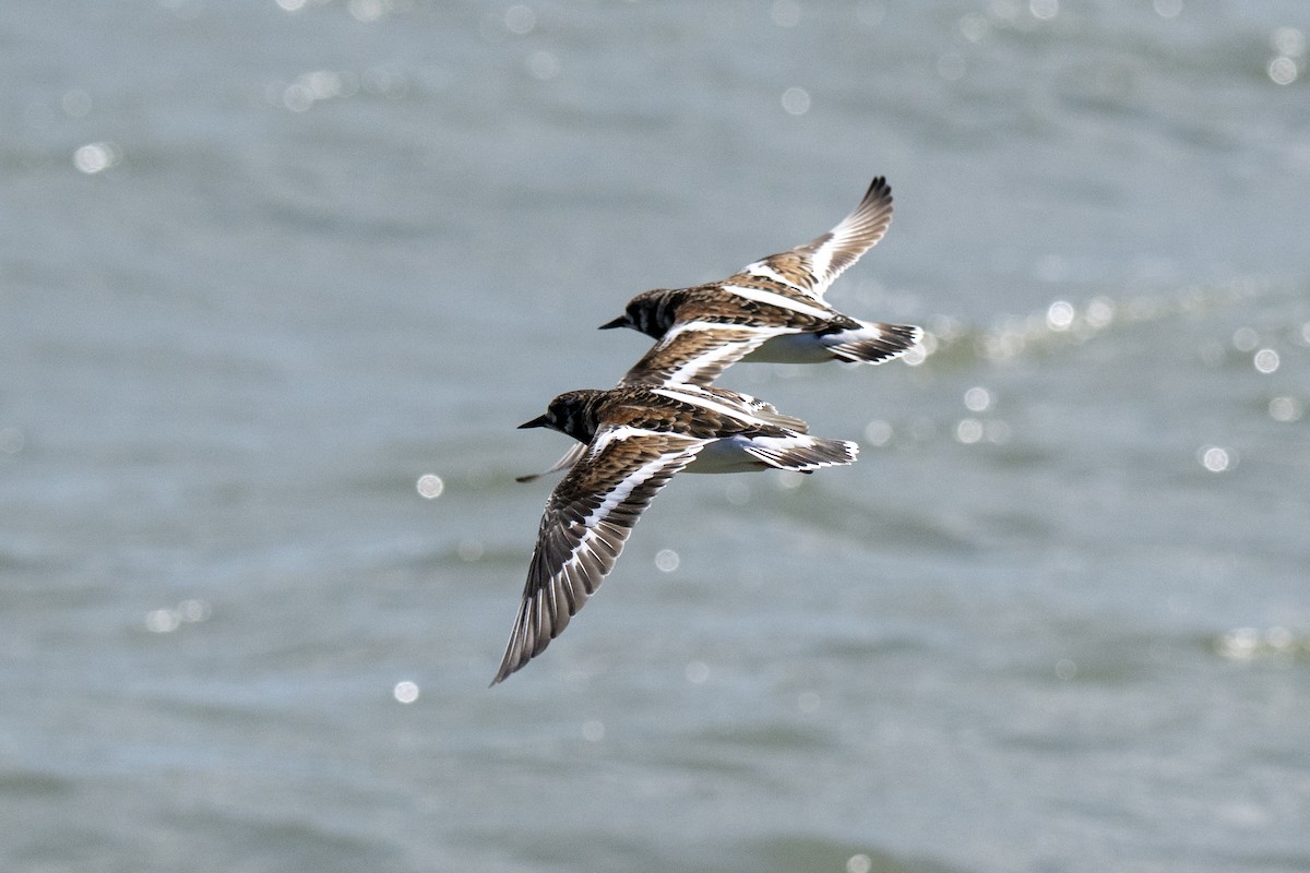 Ruddy Turnstone - ML635367386