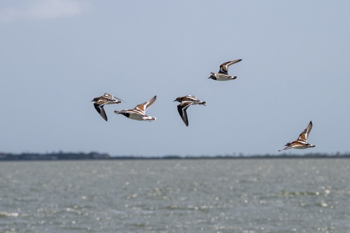 Ruddy Turnstone - ML635367387