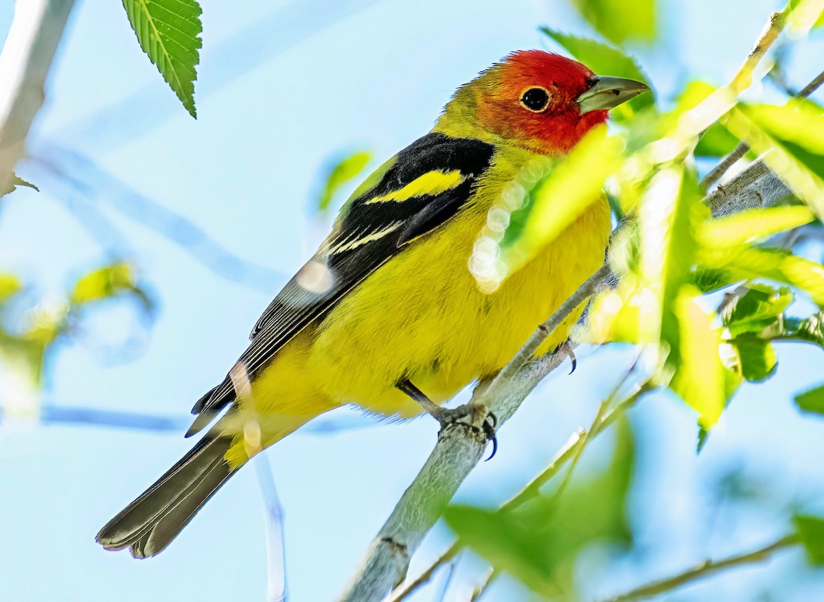 Western Tanager - ML635367388