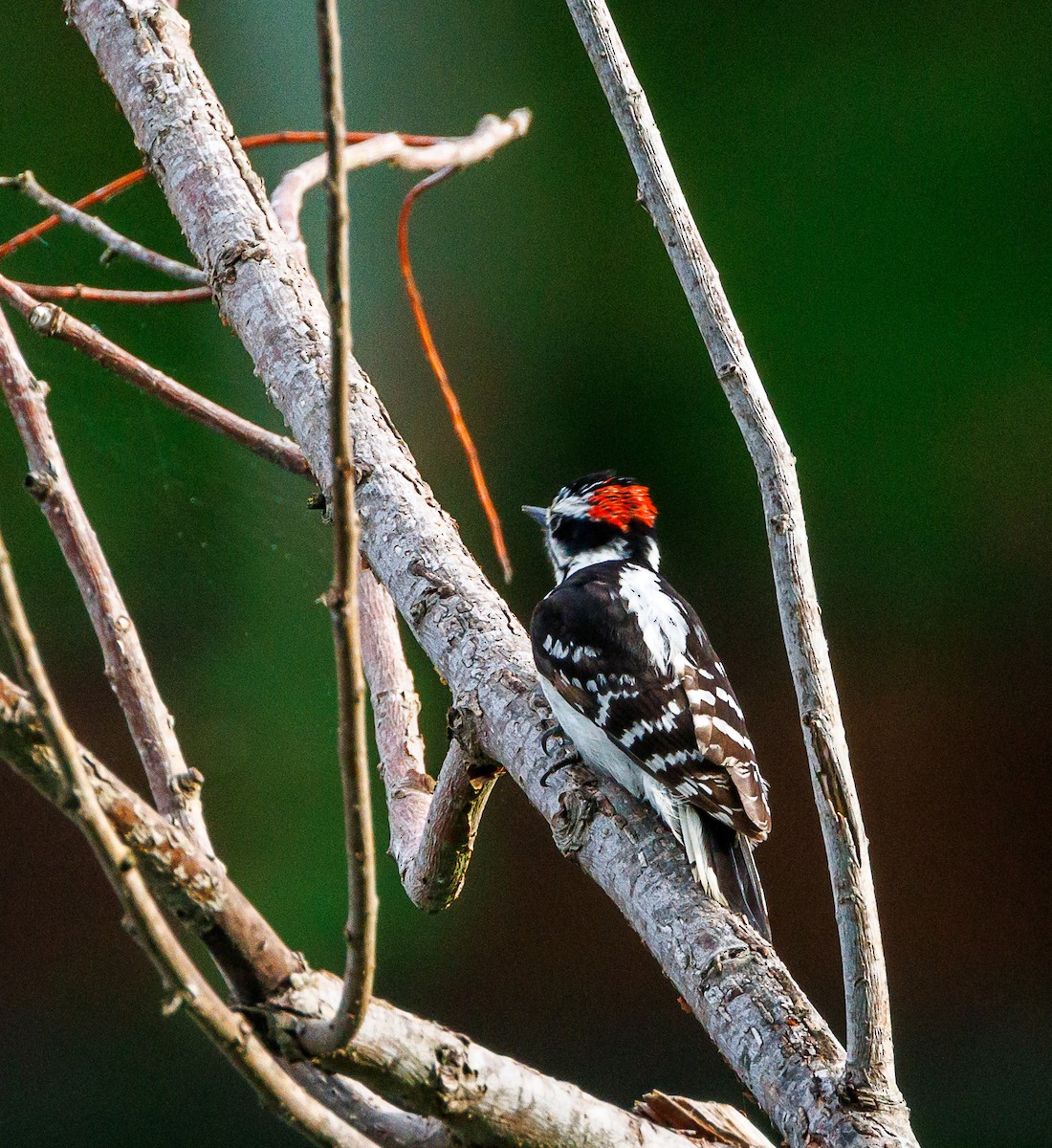 Downy Woodpecker - ML635367389