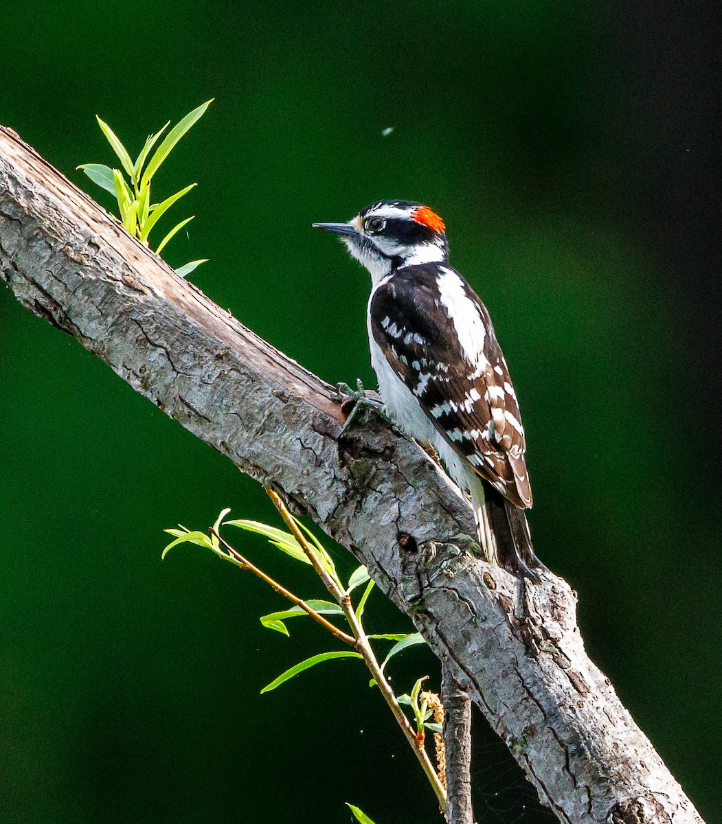 Downy Woodpecker - ML635367390