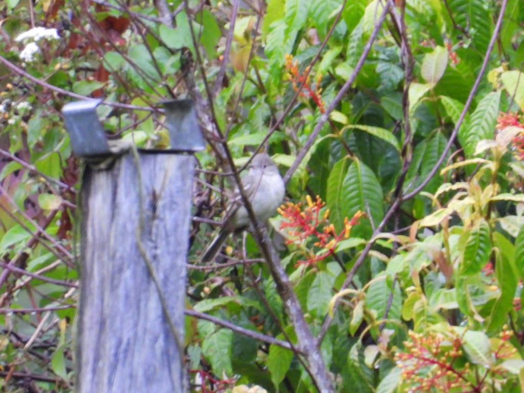 new world flycatcher sp. - ML635367395