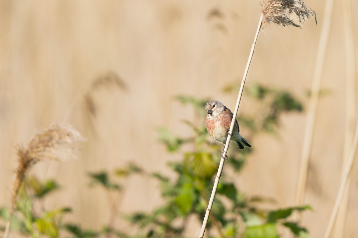 Eurasian Linnet - ML635367396