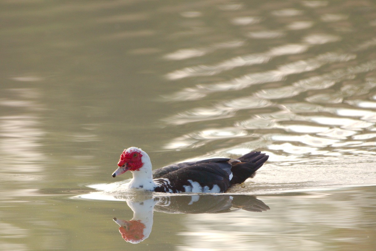 Muscovy Duck (Domestic type) - ML635367397