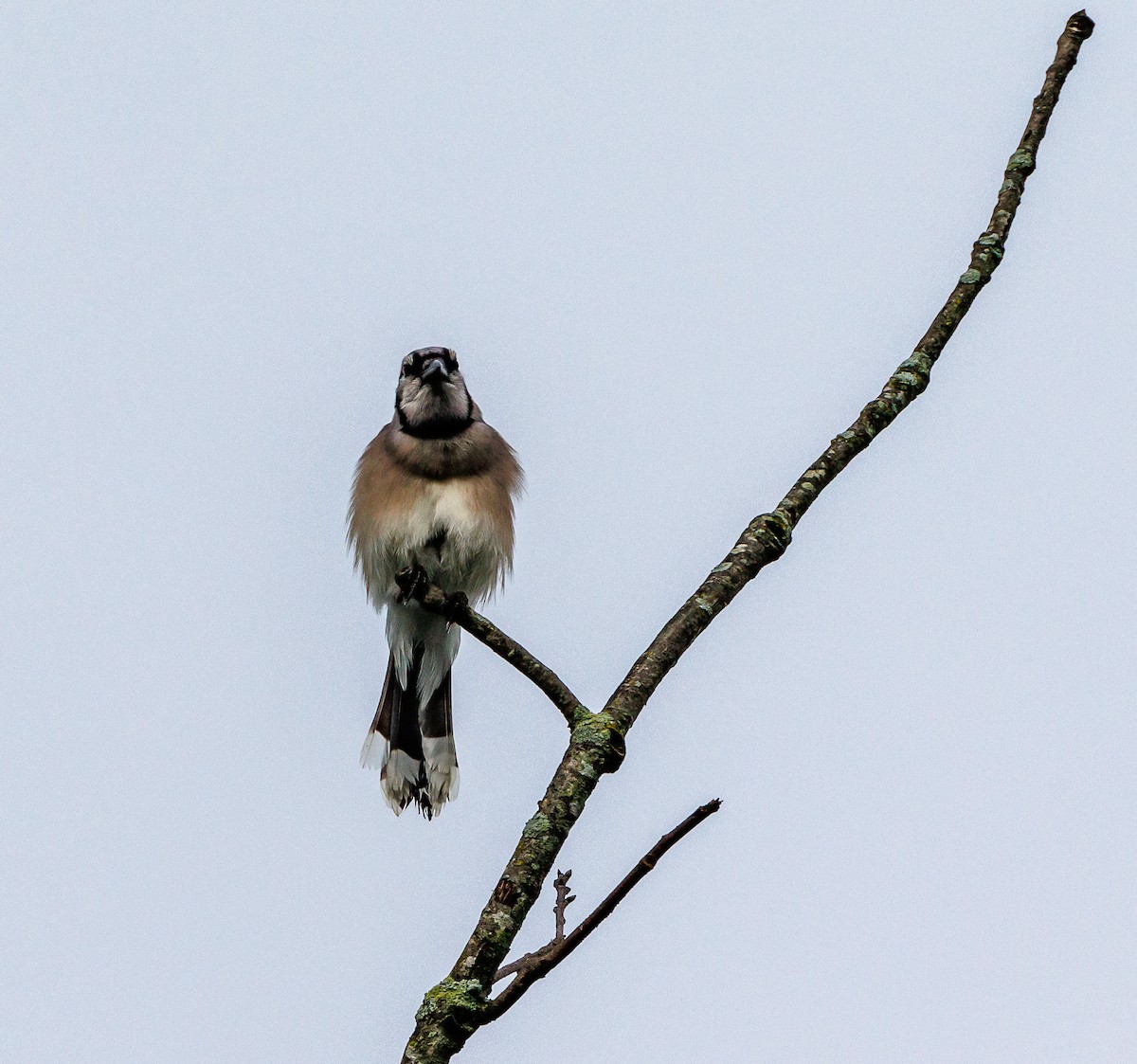 Blue Jay - ML635367402